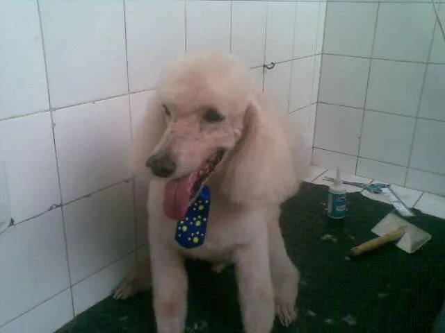 Cachorro raça Poodle idade 6 ou mais anos nome Ghost