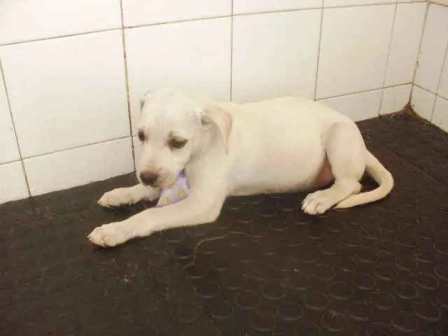 Cachorro raça SRD idade 2 a 6 meses nome xxxxxx