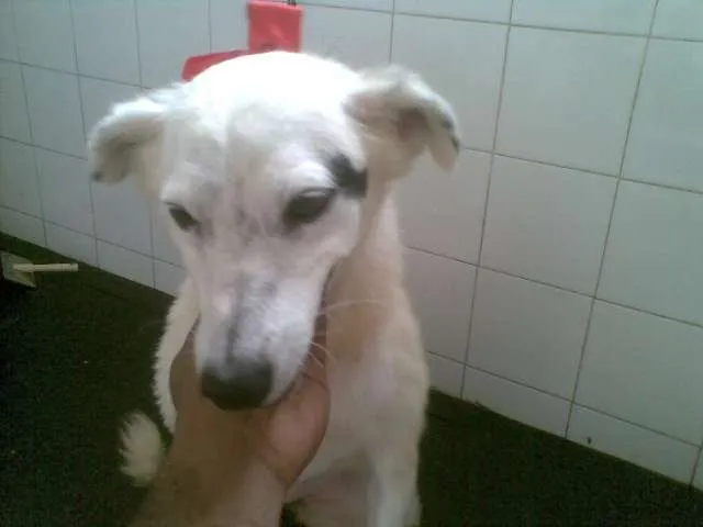 Cachorro raça SRD idade 4 anos nome Branquinha