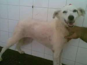 Cachorro raça SRD idade 4 anos nome Branquinha