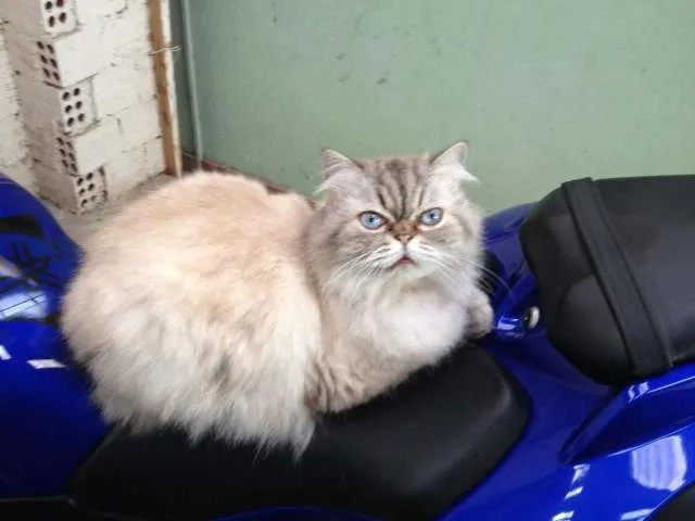 Gato ra a Persa idade 3 anos nome Chiquinho GRATIFICA