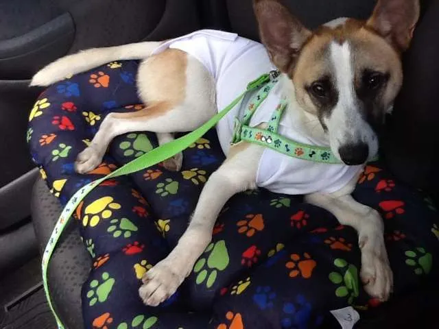 Cachorro ra a Vira Lata idade 7 a 11 meses nome Tufão