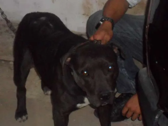 Cachorro ra a PITT BULL idade 4 anos nome NINA