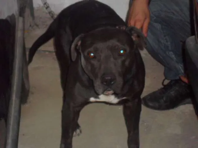 Cachorro ra a PITT BULL idade 4 anos nome NINA