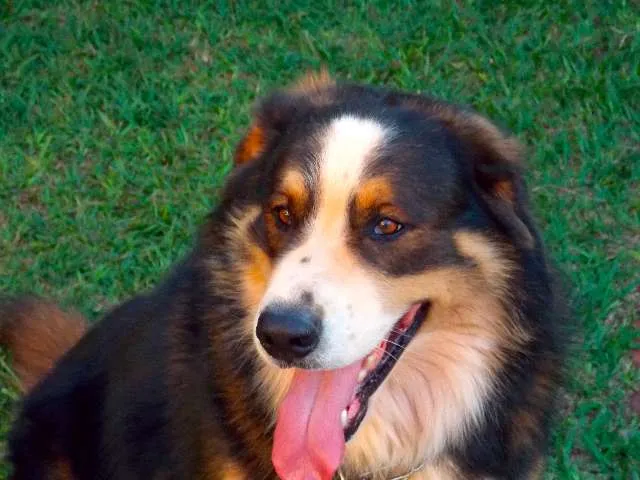 Cachorro ra a  idade 3 anos nome Scott