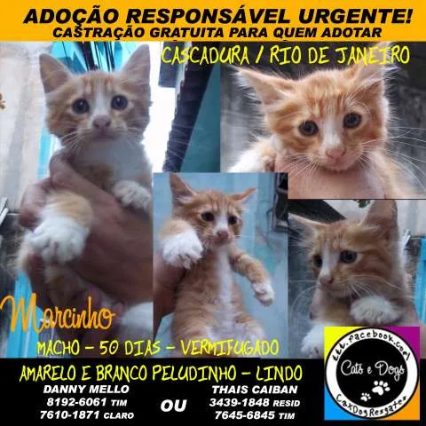 Gato ra a SRD idade Abaixo de 2 meses nome Marcinho