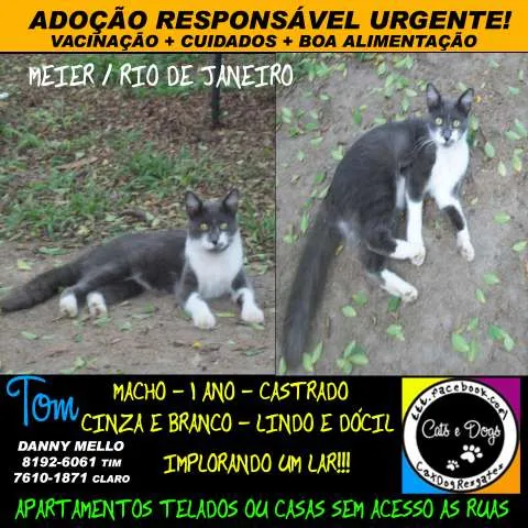 Gato ra a SRD idade 1 ano nome Tom