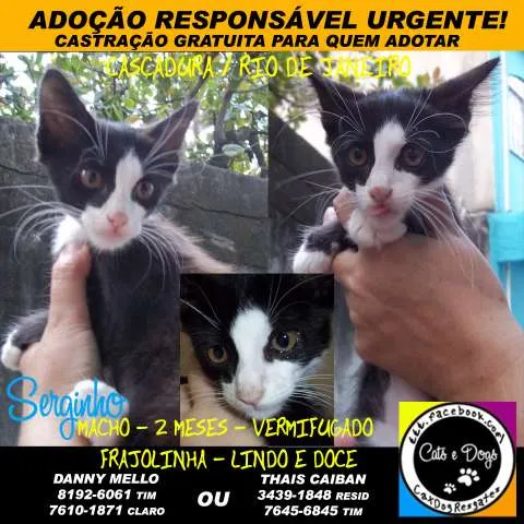 Gato ra a SRD idade Abaixo de 2 meses nome Serginho