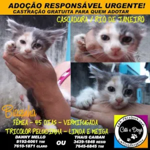 Gato raça SRD idade Abaixo de 2 meses nome Biazinha