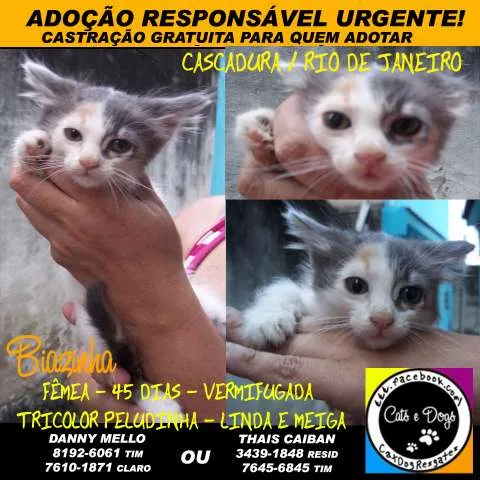 Gato ra a SRD idade Abaixo de 2 meses nome Biazinha