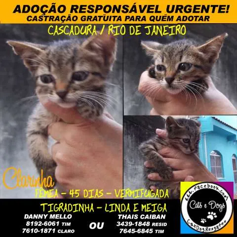 Gato ra a SRD idade Abaixo de 2 meses nome Clarinha