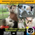 Gato raça SRD idade 2 a 6 meses nome Gabizinha