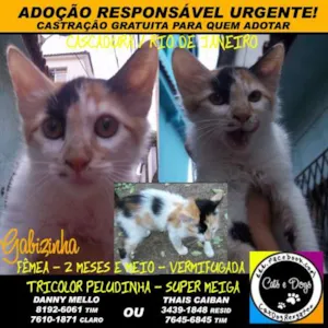Gato raça SRD idade 2 a 6 meses nome Gabizinha