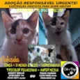 Gato raça SRD idade 2 a 6 meses nome Gabizinha