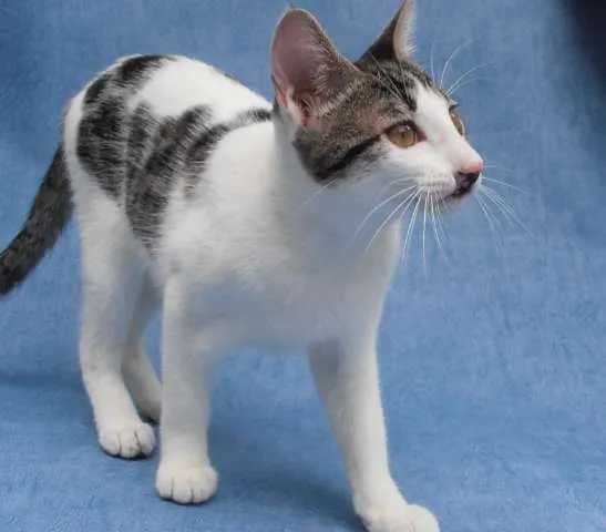 Gato ra a srd idade 2 a 6 meses nome Split