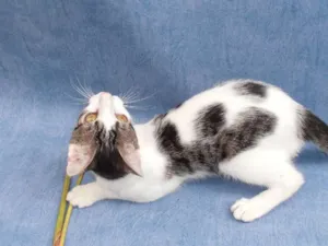 Gato raça srd idade 2 a 6 meses nome Split