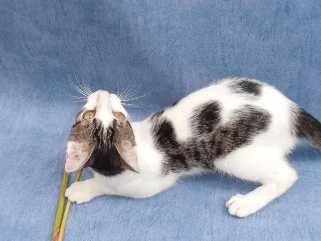 Gato ra a srd idade 2 a 6 meses nome Split