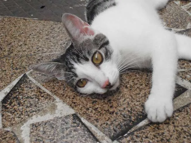 Gato ra a srd idade 2 a 6 meses nome Split
