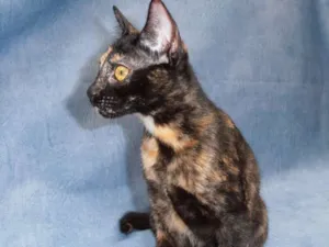 Gato raça srd idade 2 a 6 meses nome Sundae