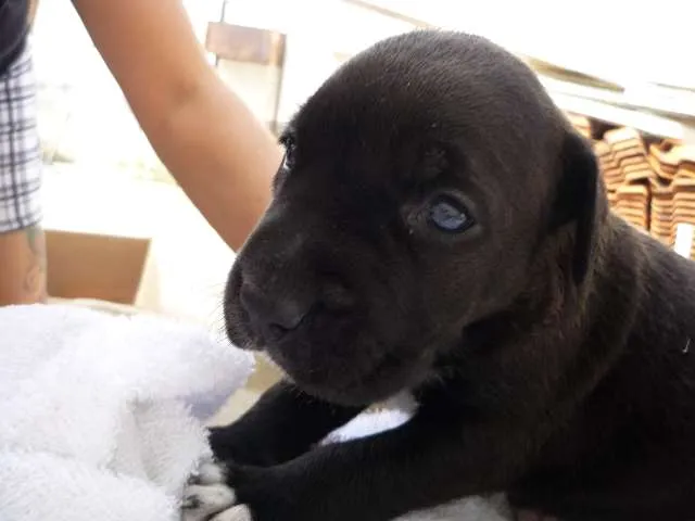 Cachorro ra a SRD idade Abaixo de 2 meses nome Branca e filhotes