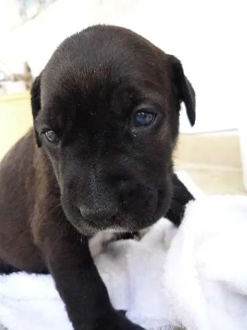 Cachorro ra a SRD idade Abaixo de 2 meses nome Branca e filhotes