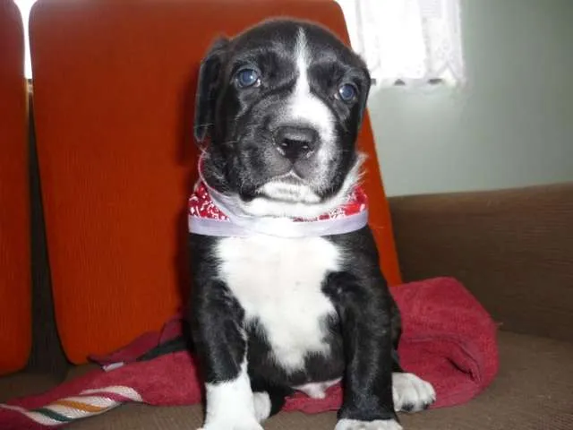 Cachorro ra a SRD idade Abaixo de 2 meses nome Branca e filhotes