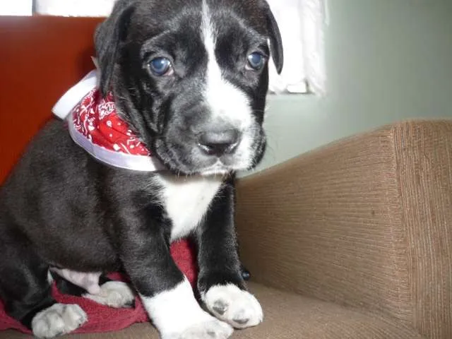 Cachorro ra a SRD idade Abaixo de 2 meses nome Branca e filhotes