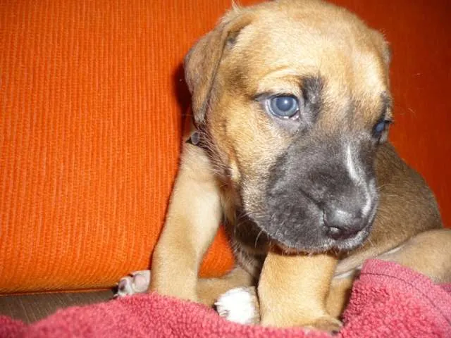 Cachorro ra a SRD idade Abaixo de 2 meses nome Branca e filhotes