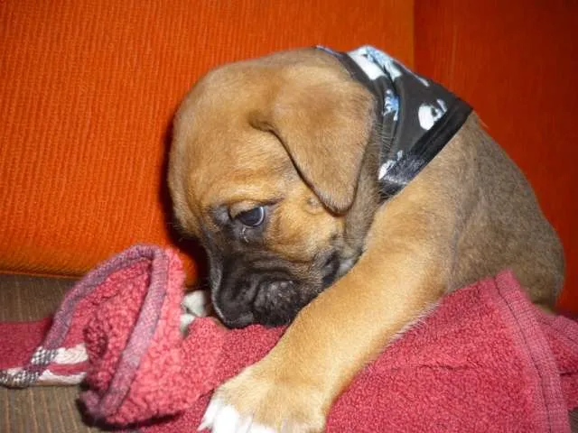 Cachorro ra a SRD idade Abaixo de 2 meses nome Branca e filhotes