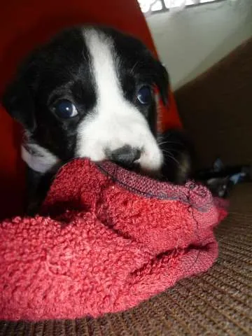 Cachorro ra a SRD idade Abaixo de 2 meses nome Branca e filhotes