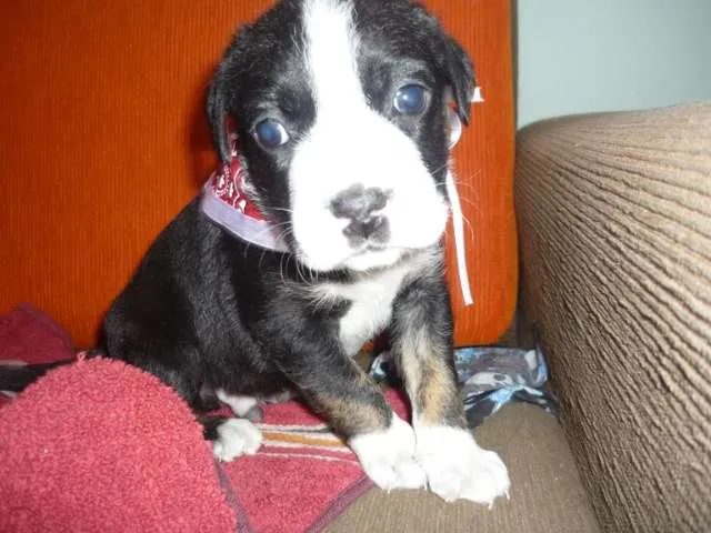Cachorro ra a SRD idade Abaixo de 2 meses nome Branca e filhotes