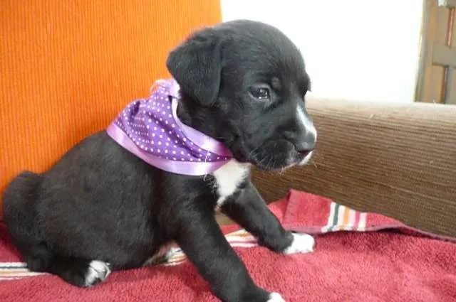 Cachorro ra a SRD idade Abaixo de 2 meses nome Branca e filhotes