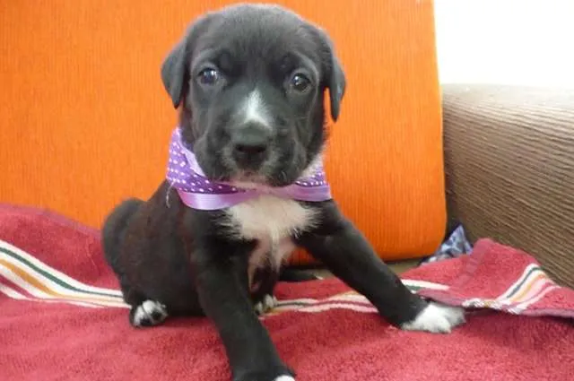 Cachorro ra a SRD idade Abaixo de 2 meses nome Branca e filhotes