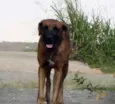 Ruck