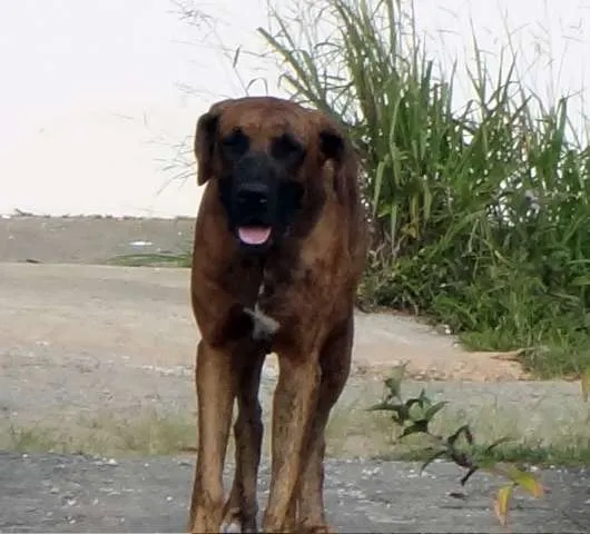 Cachorro ra a Fila idade 5 anos nome Ruck