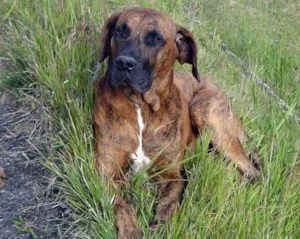 Cachorro raça Fila idade 5 anos nome Ruck