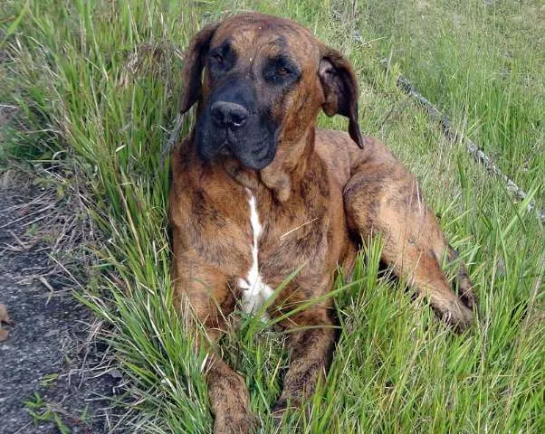 Cachorro ra a Fila idade 5 anos nome Ruck