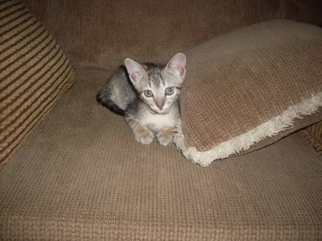 Gato ra a SRD idade 2 a 6 meses nome sem nome