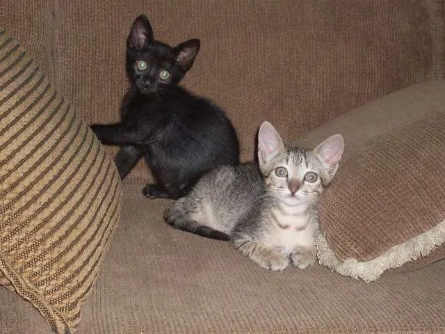 Gato ra a SRD idade 2 a 6 meses nome sem nome