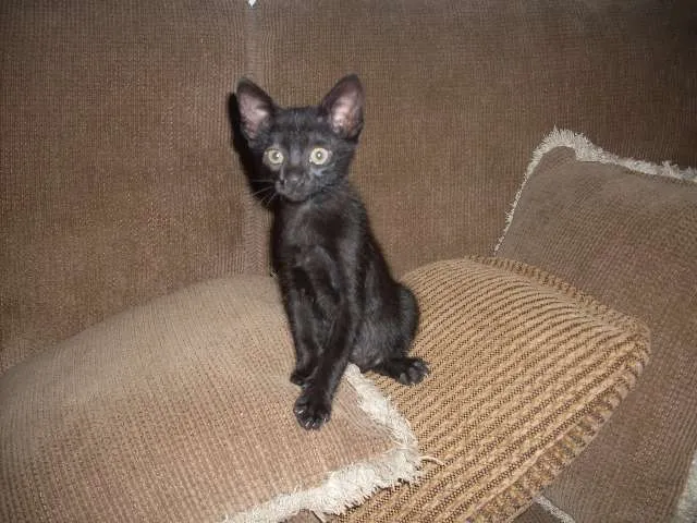 Gato ra a SRD idade 2 a 6 meses nome sem nome