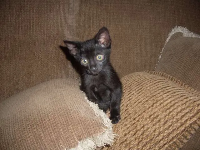 Gato ra a SRD idade 2 a 6 meses nome sem nome