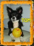 TOM