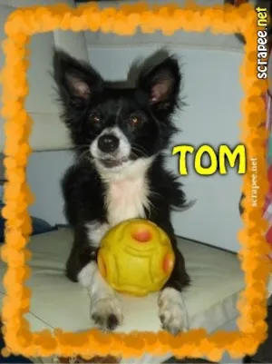 Cachorro raça SRD idade 2 anos nome TOM