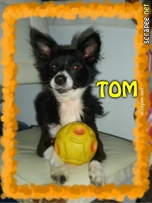 Cachorro ra a SRD idade 2 anos nome TOM