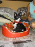 TOM
