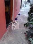 Tufão