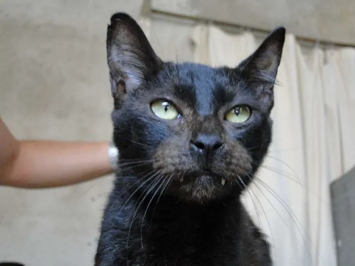 Gato ra a SRD idade 1 ano nome Brown