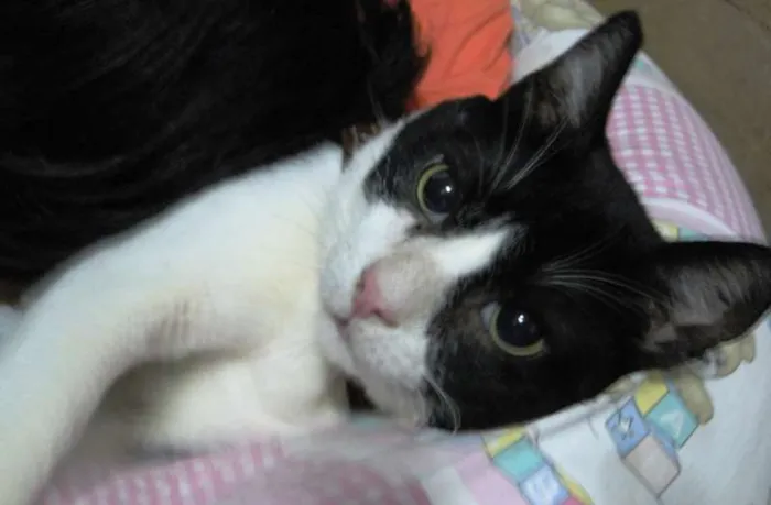Gato ra a SRD idade 2 a 6 meses nome Romeu