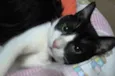Romeu
