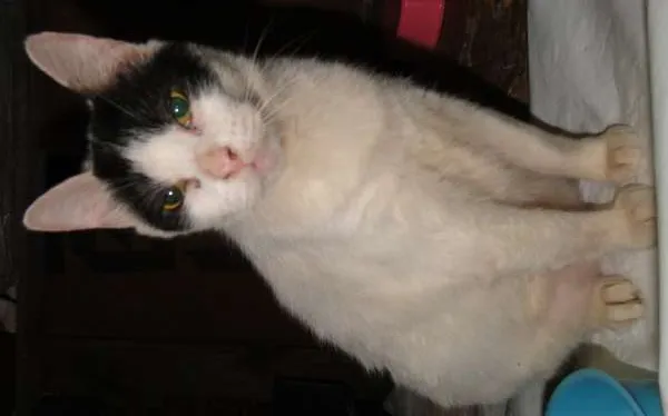 Gato ra a SRD idade 2 anos nome Lawrence